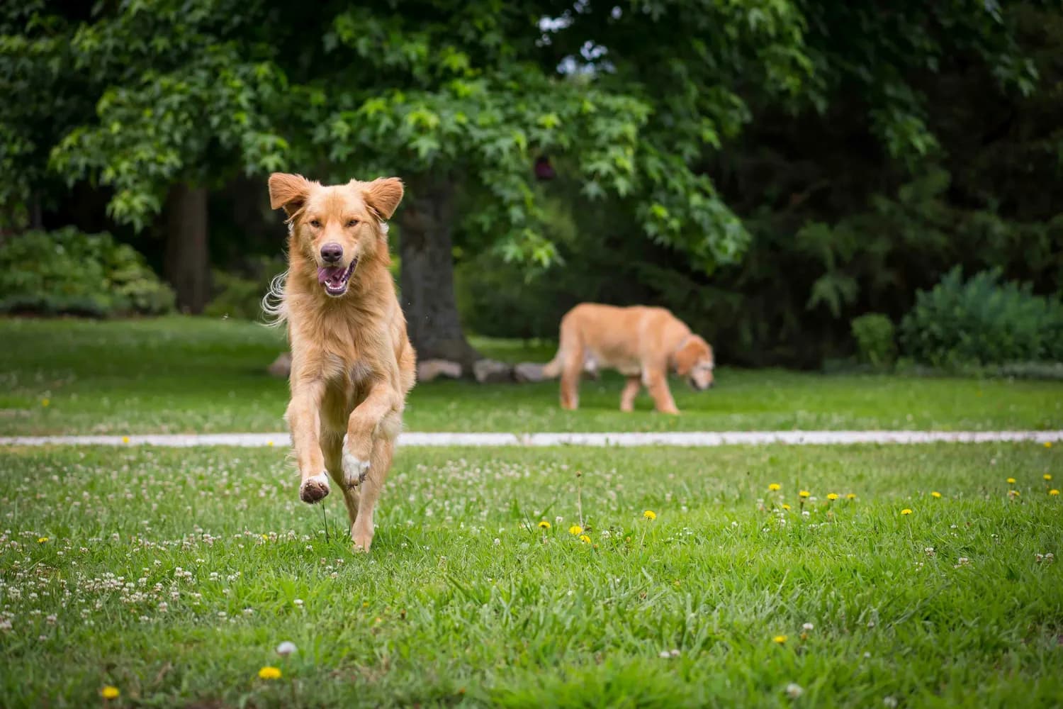 金毛寻回犬：理想的家庭伴侣，需关注运动与健康
