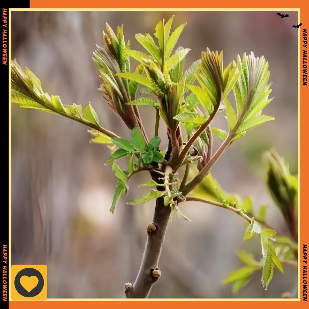 香椿芽菜种植技术全攻略：从育苗到采收的详细指南