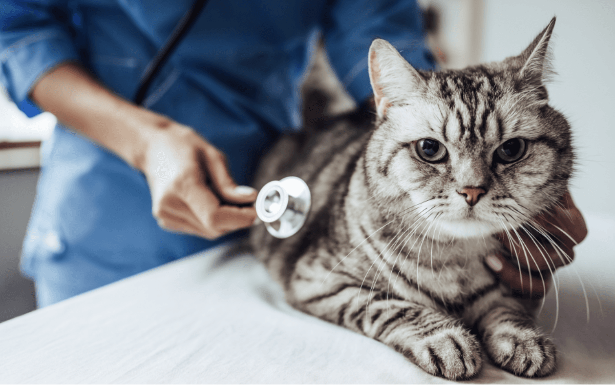 猫咪传染病科普之猫瘟热(Feline distemper)