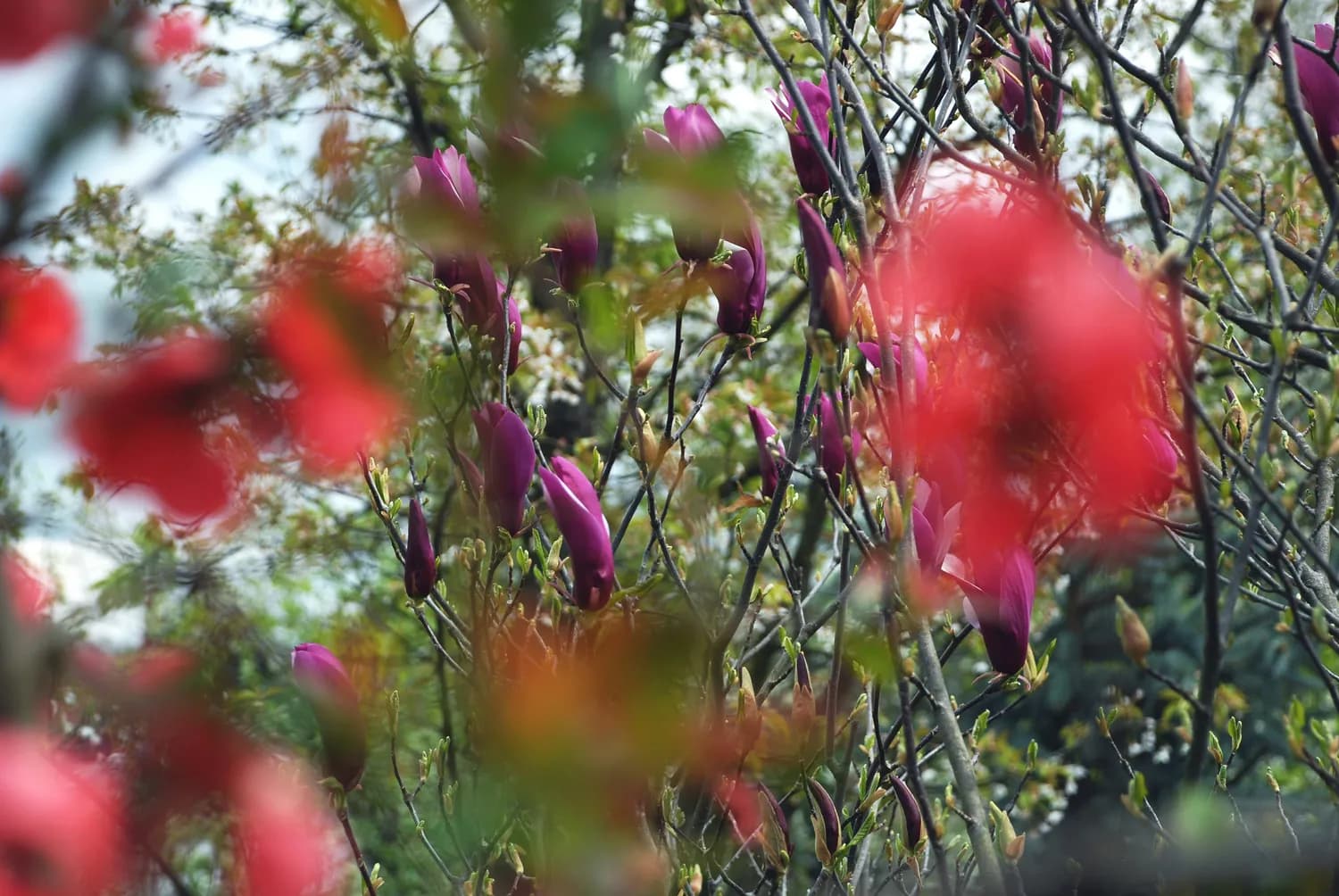 牛鱼嘴：岭南最大禾雀花海里的生态乐园