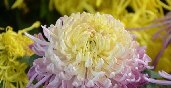 黄菊花的花语与意义（探究黄菊花的象征与寓意）