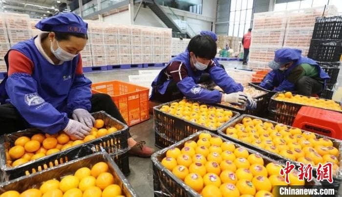 广西武鸣沃柑走俏东盟市场，年产量超150万吨