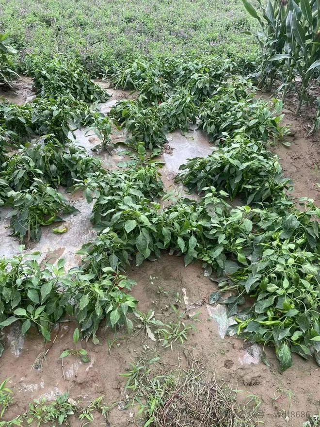 七月十五中元节，不管多忙，牢记:1要祭，3要烧，4要吃，5不做