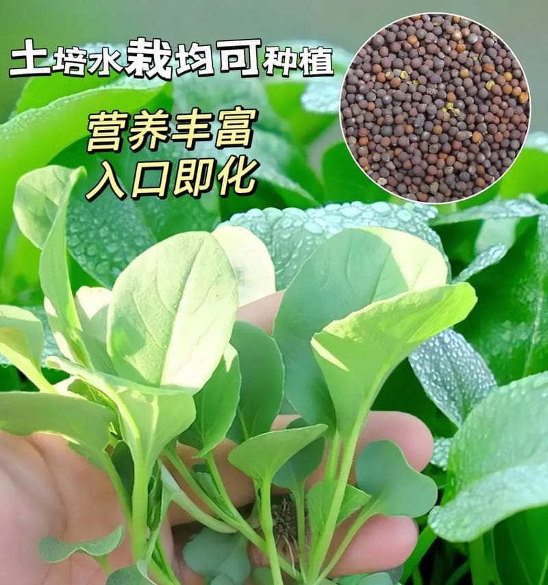 鸡毛菜种子保存与种植指南（如何保存鸡毛菜种子，如何种植鸡毛菜）