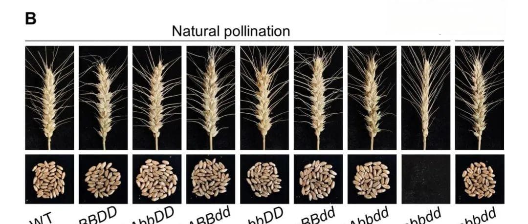 中国科学院植物所创制玉米小麦湿敏雄性不育材料 助力杂交育种