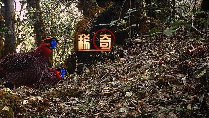 云南龙陵监测到红腹角雉"求偶炫耀"珍贵画面