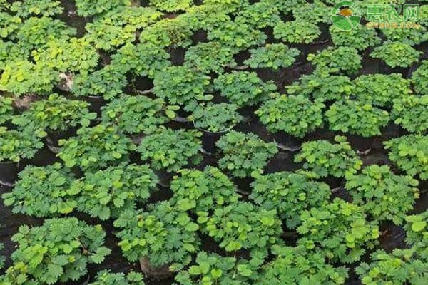 含羞草怎么养才能更旺盛？