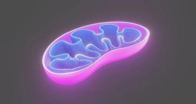 Cell：揭开线粒体质量控制及线粒体DNA水平调控新机制