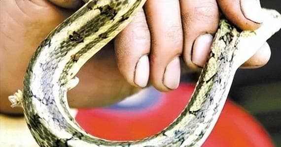 蛇的繁殖方式及后代生存（探究蛇类繁殖策略与后代适应环境的关系）