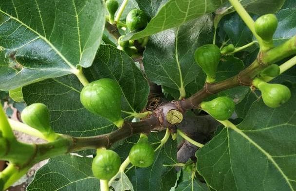 无花果水培繁殖难生根？教你一招10天生根的方法，试过的都说好