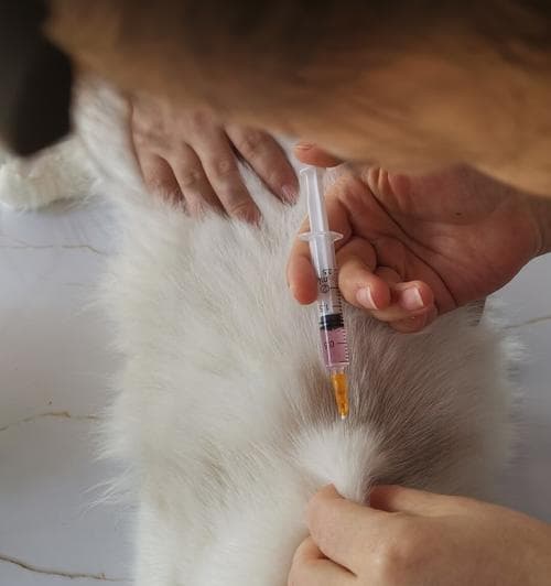 疫苗种类及效果对比——如何选择适合宠物的猫疫苗（掌握这些关键信息）