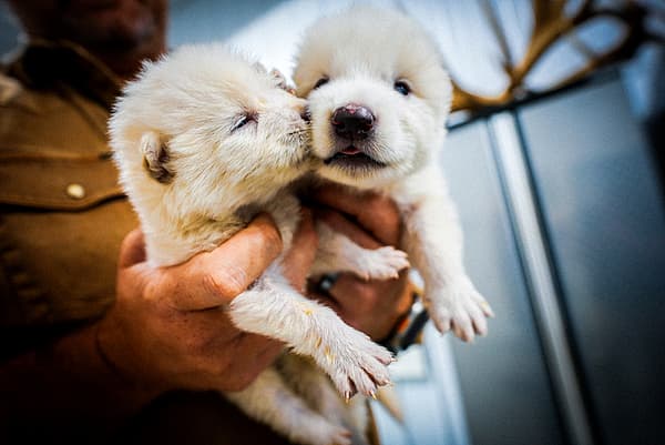 “复活”史前生物？美国一生物技术公司宣称培育出三只恐狼幼崽