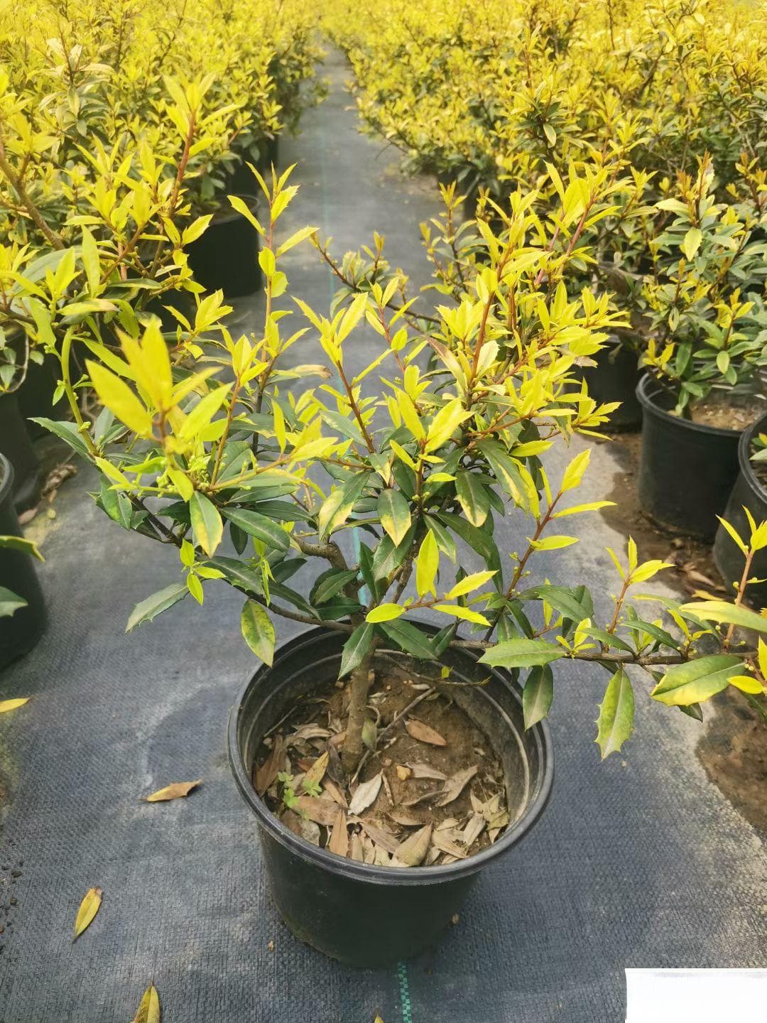 黄金枸骨种植时间及栽培管理要点