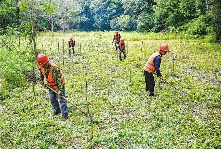 秦岭：连接破碎化栖息地 修复生态廊道 为野生动物搭建“鹊桥”