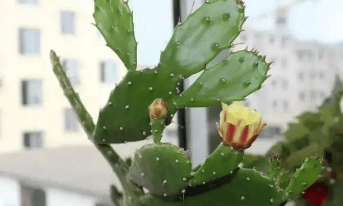 居家绿植新宠：这6种植物，懒人也能养出绿意盎然的家！