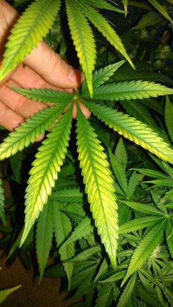 您应该了解的有关 Green Herb Light Burn 的知识