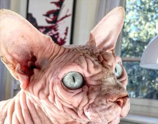 猫咪不能吃盐的原因及相关疾病（探讨猫咪摄入过量盐分对健康的影响，以及如何预防）