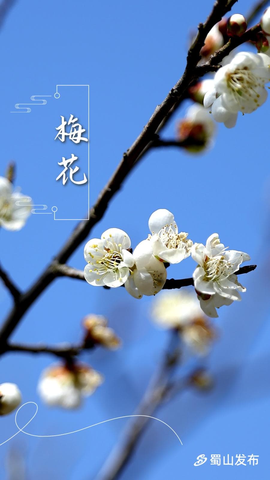 春天怎么玩？→来蜀山就对了！