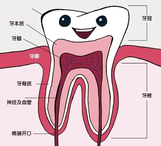 “牙相”大师： 一颗牙 阅读你的一生