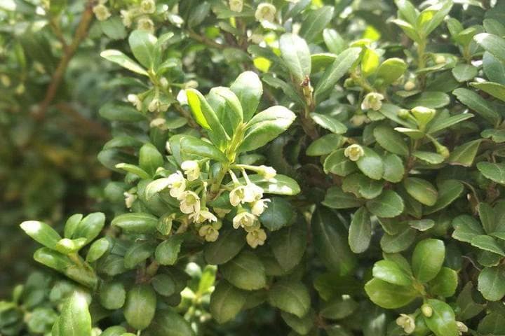 龟甲冬青花期果期