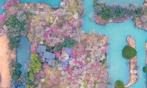 杭州赏梅全攻略：西溪湿地、西湖周边、城市河道赏梅指南