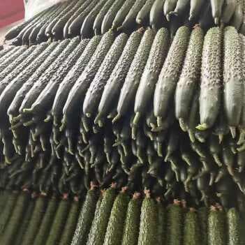 高产黄瓜品种大盘点：十大高产品种详解