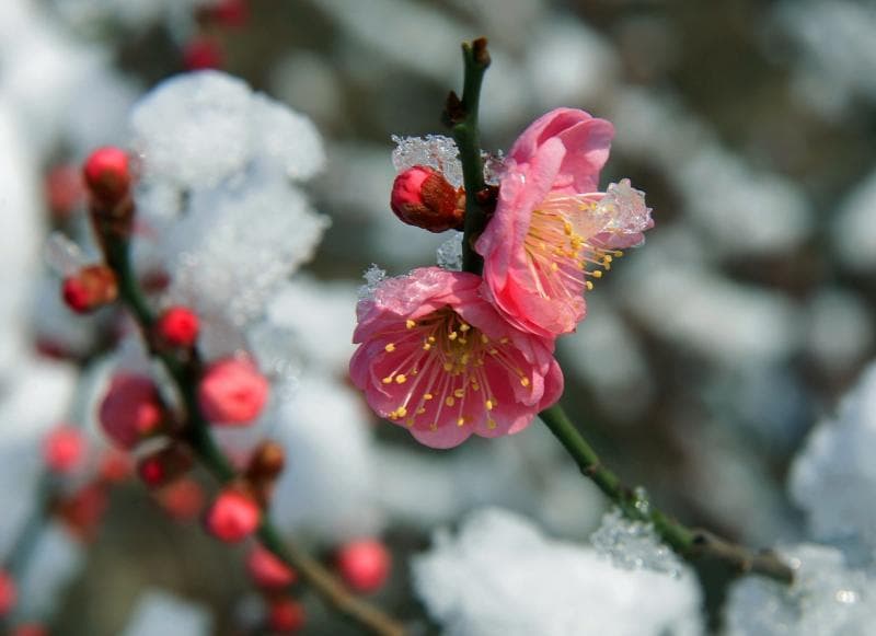 梅花的前世今生