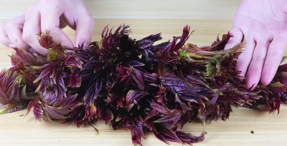 新鲜的香椿怎么保存？教你3个保存方法，再也不用害怕香椿坏掉了