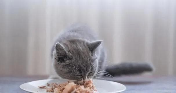猫能吃虾吗？——揭开猫咪的饮食迷思