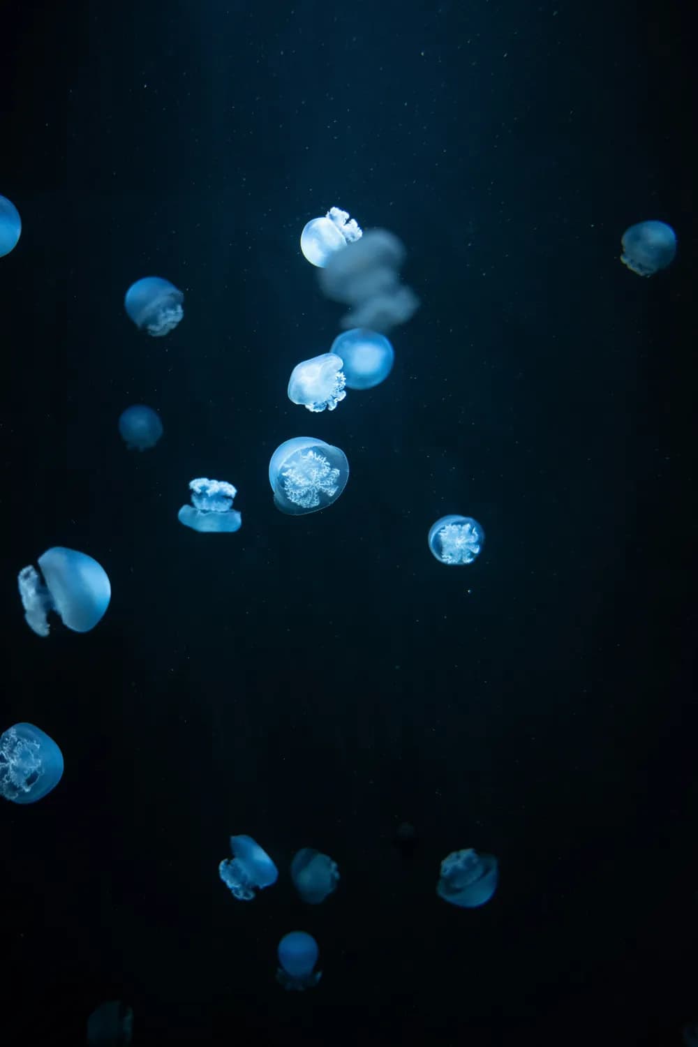 世界水母日：帕劳水母湖的梦幻之旅