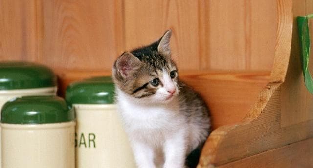 照顾猫咪的清洁卫生（宠物爱好者必看的15个小贴士）