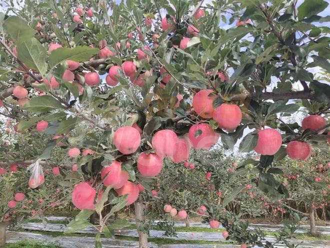 苹果树一年施几次肥？什么时间施肥好