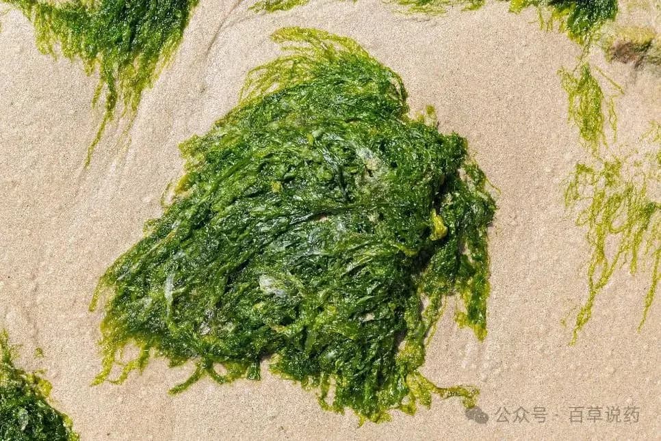 【中药材科普】每天认识一味中草药-海藻