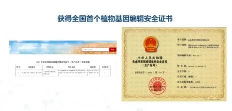 国内外农业领域基因编辑先锋企业都有哪些？各有什么创新成果？