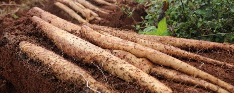 从选地到管理：淮山科学种植技术全程指导