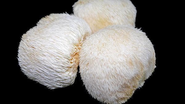 猴头菇怎么煲汤喝最好