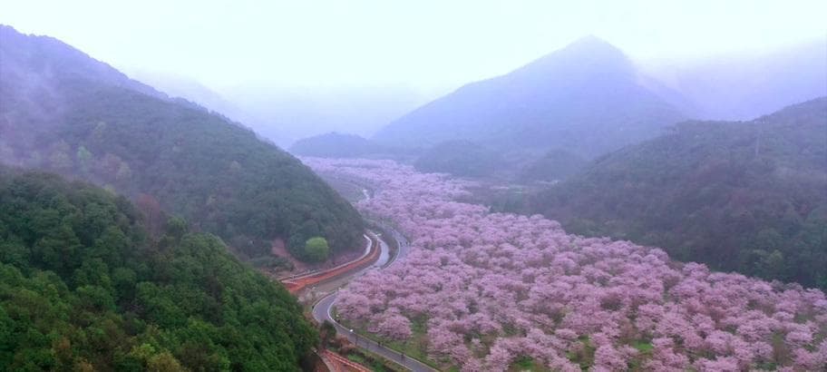 日本樱花开花时间及品种介绍
