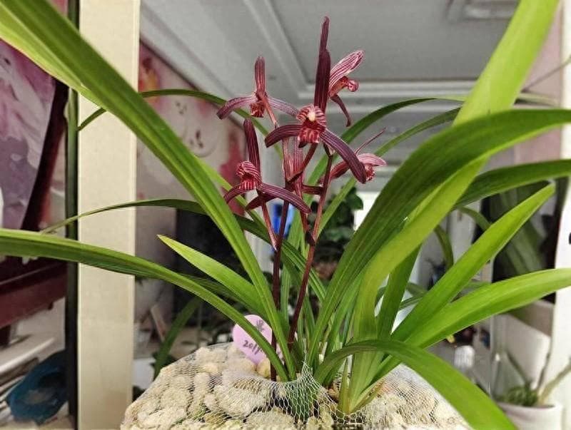 兰花复花的三大要点：环境因素、养分管理与温差调控