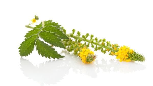 认识中药材之仙鹤草：功效、使用方法与注意事项全解析