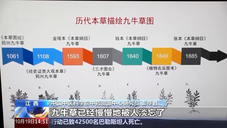 文化中国行丨珍稀中药材回归+1 来看九牛草的"前世今生"