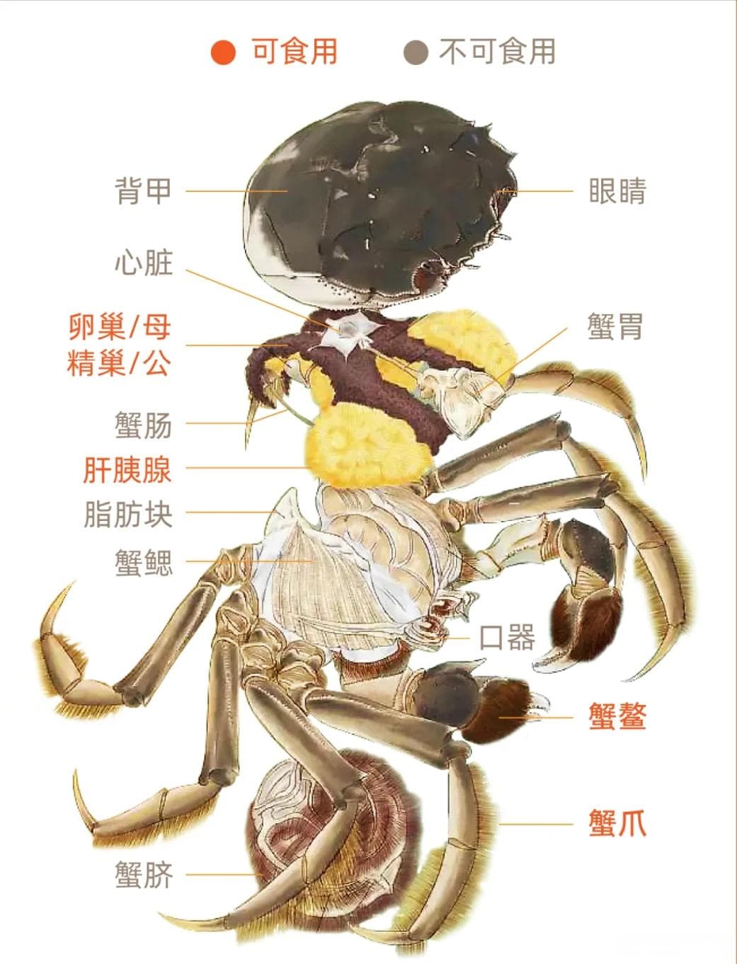 12种常见螃蟹种类，及其美味吃法