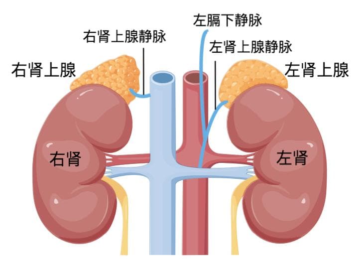 精准定位肾上腺病变，朝阳医院常营院区开展首例AVS手术