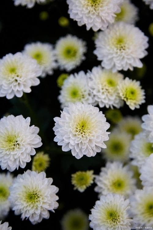 菊花：从自然之美到文化象征的千年传承