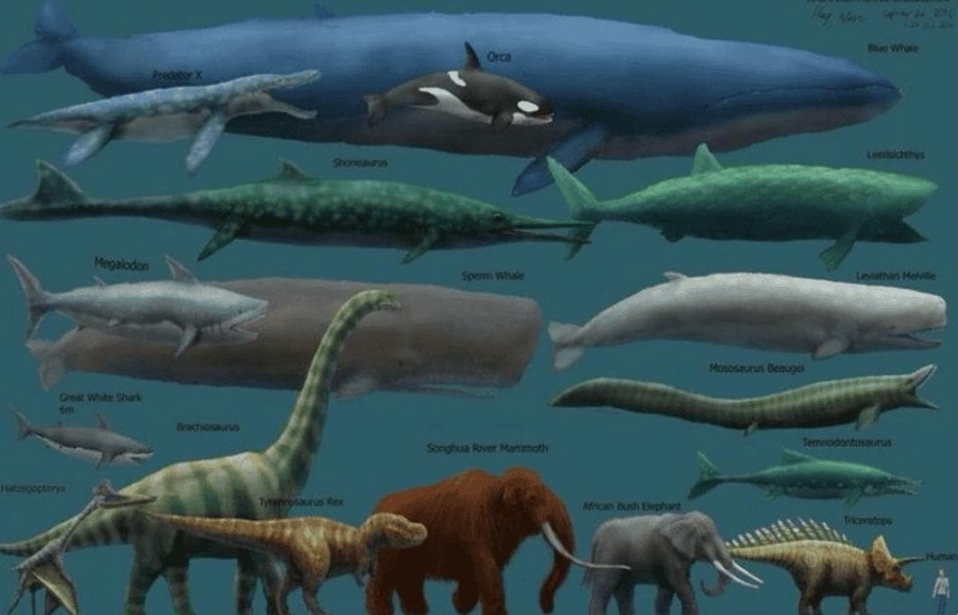 现存最大的生物——蓝鲸