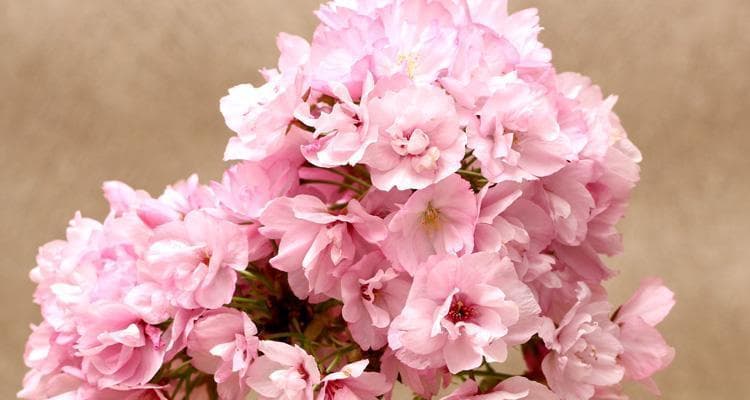 日本樱花：文化与象征的完美融合
