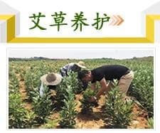 艾草种植方法与功效：从种植到应用的全面指南