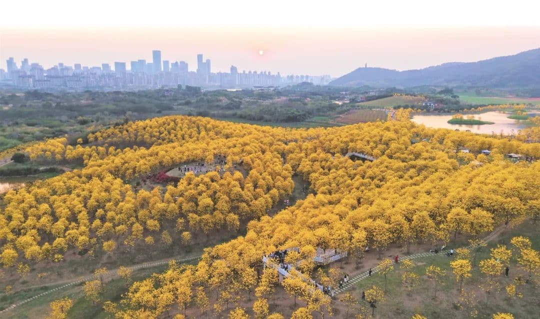 总要来一趟三月的南宁吧！被鲜花簇拥的绿城美得挪不开眼
