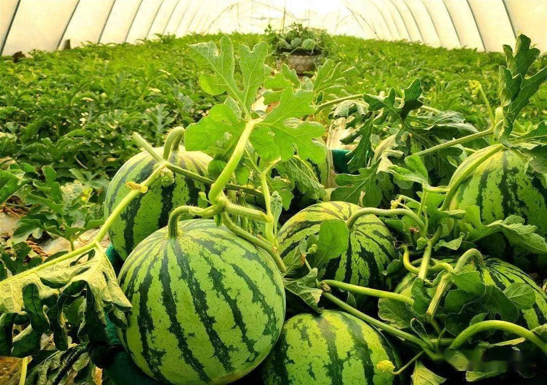 西瓜种植的田间管理技术要点