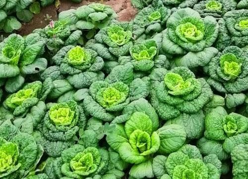 白菜耐寒多少度 什么季节成熟