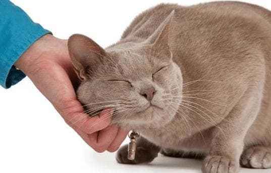 解读猫咪行为：爱你胜过一切的信号